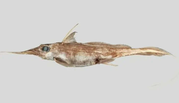 Ghost Shark Discovered in New Zealand