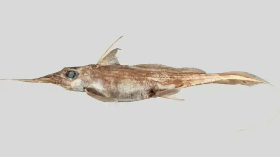 Ghost Shark Discovered in New Zealand