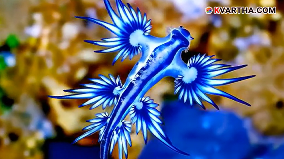 A beautiful but dangerous blue dragon sea slug.