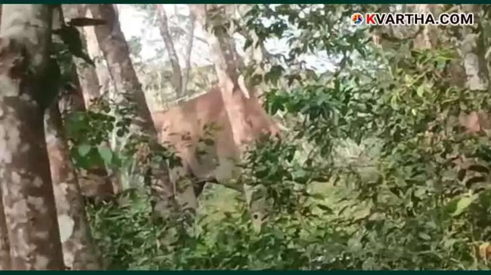  Wild Elephants Terrorize Kannur