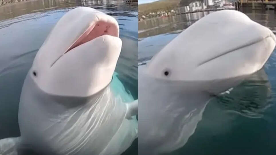 A dead beluga whale with a camera harness