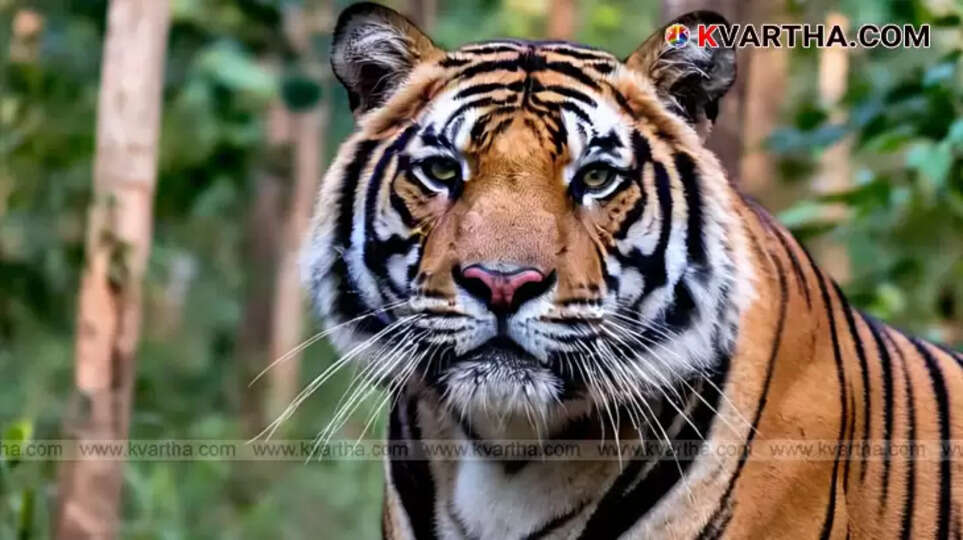 Symbolic image of a tiger in a forest.