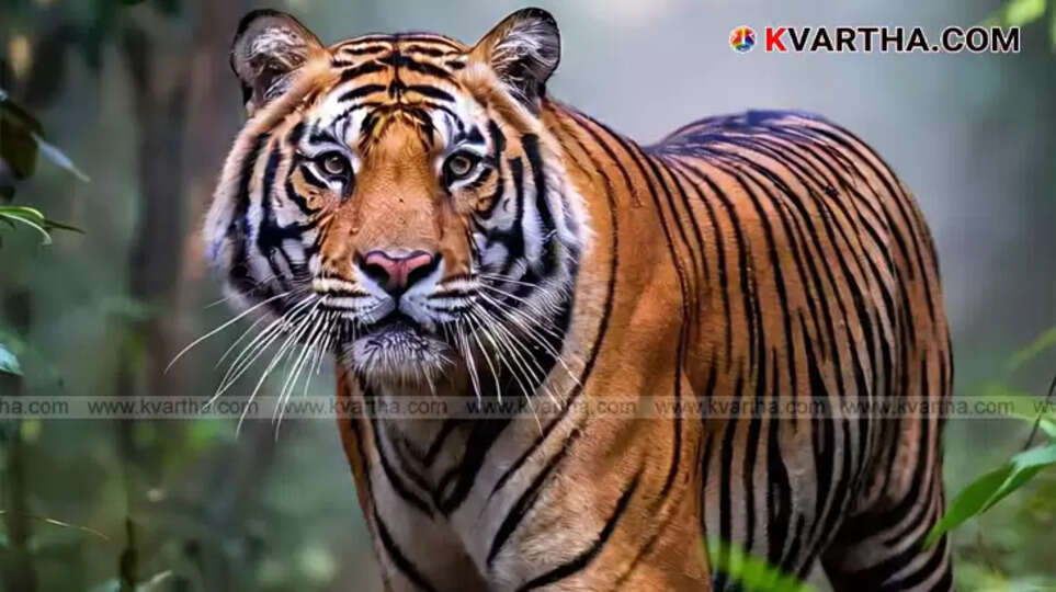 Alleged image of the tiger sighted in Adakkakundu (unconfirmed).