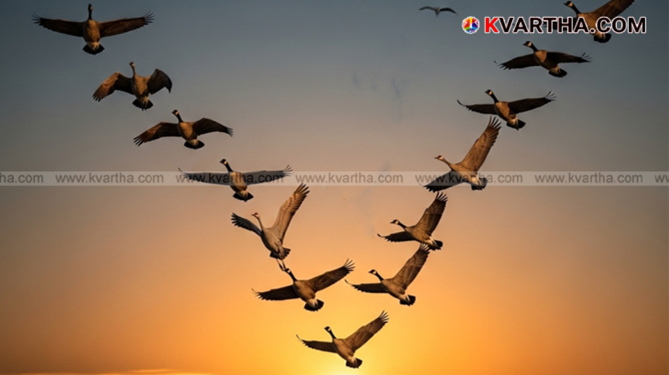 Birds flying in a V formation