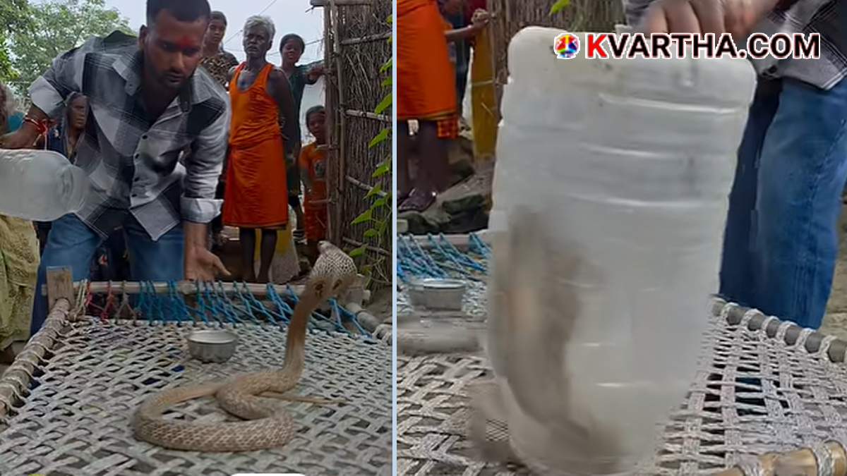 Representational image reflecting snake rescue and wildlife awareness context