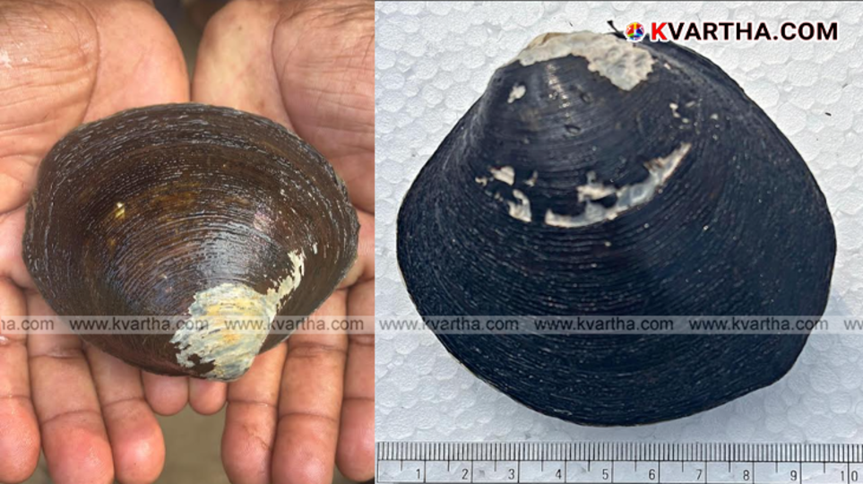 CMFRI scientists working on mangrove clam seed production technology.