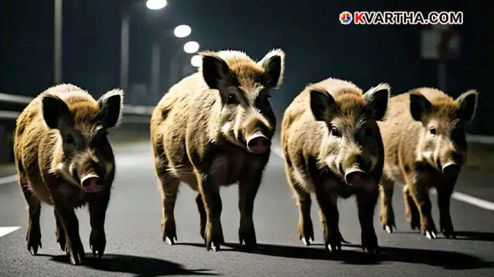 Wild boar group on road leads to bike accident