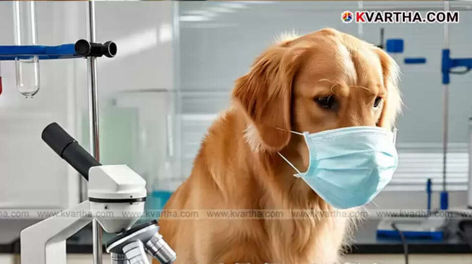 Trained beagle dogs sniffing cancer samples.