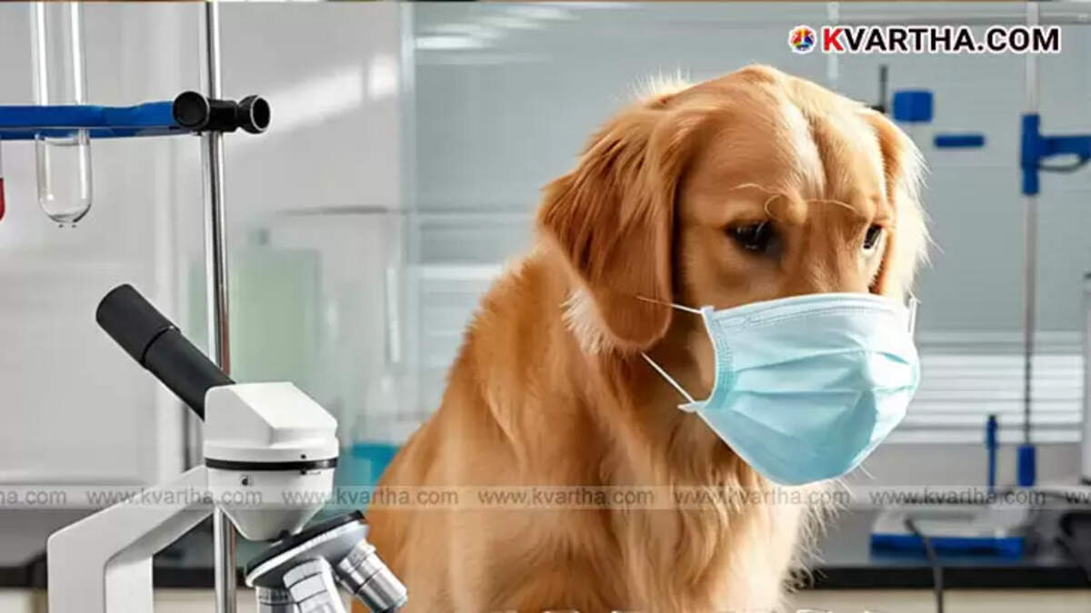 Trained beagle dogs sniffing cancer samples.