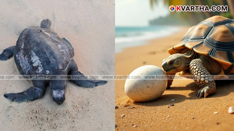  A collage of funny memes and trolls regarding the 'Turtle Trails' announcement for Kerala.