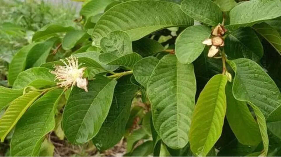 The Incredible Health Benefits of Guava Leaves