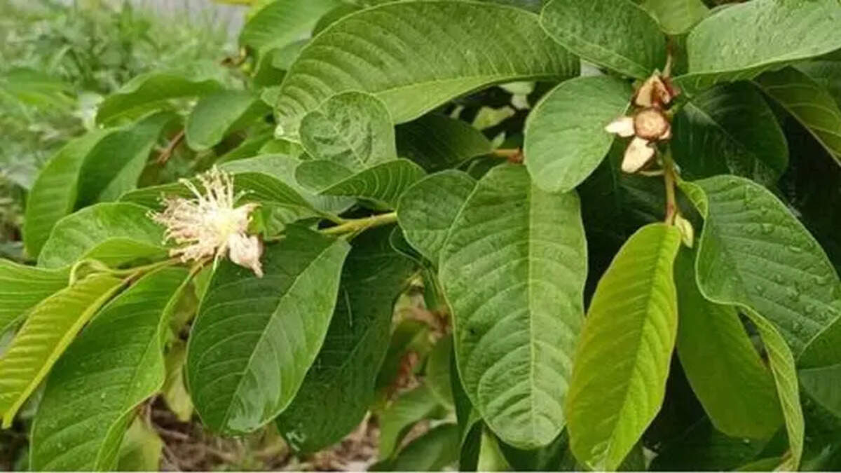 The Incredible Health Benefits of Guava Leaves
