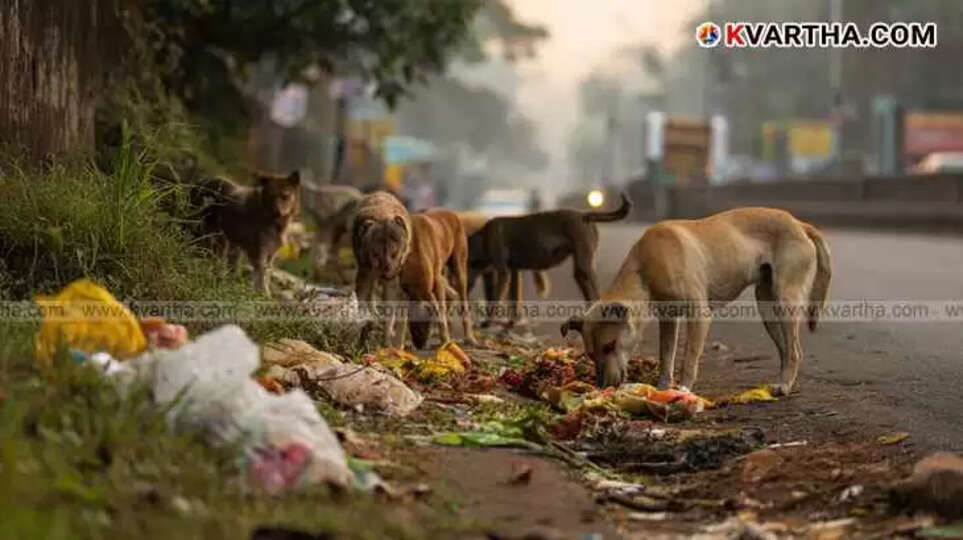 A group of street dogs feeding on dumped waste on a road.
