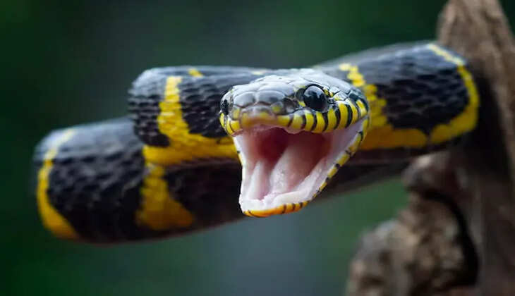 Snakes