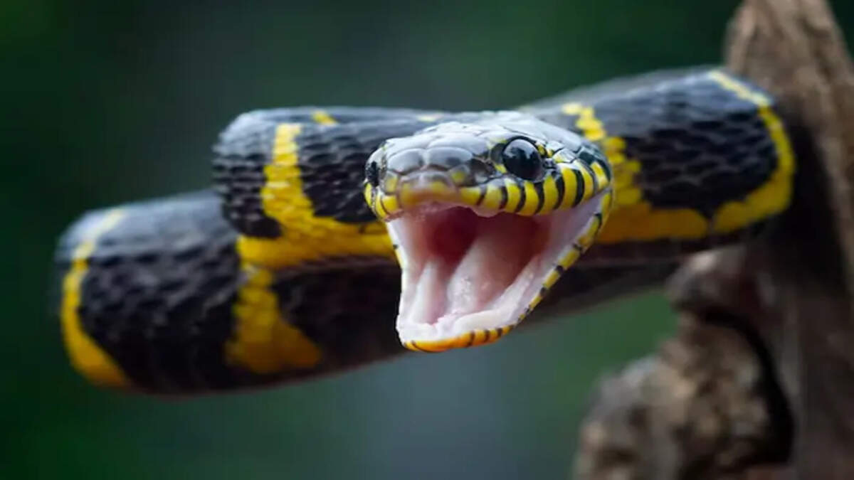Snakes