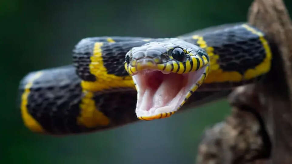 Snakes
