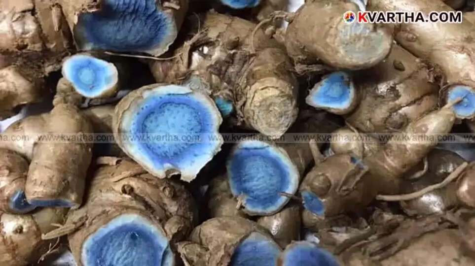  Black turmeric plant growing in backyard garden in Kerala