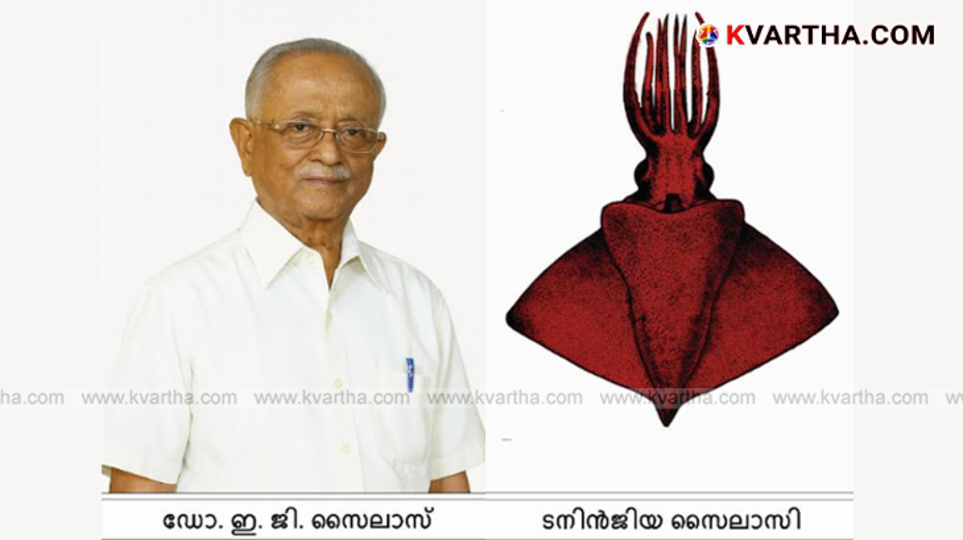 Image of the newly discovered deep-sea octopod squid Taninjia sylasi.