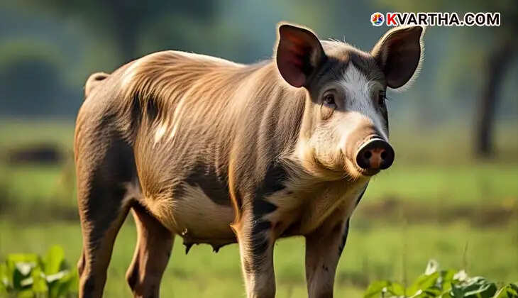 Swine flu cases in Kerala, H1N1 virus, symptoms of swine flu