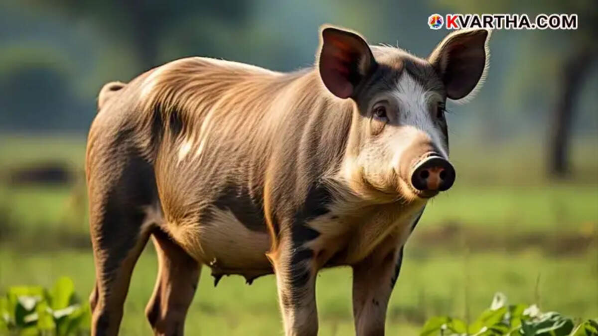 Swine flu cases in Kerala, H1N1 virus, symptoms of swine flu