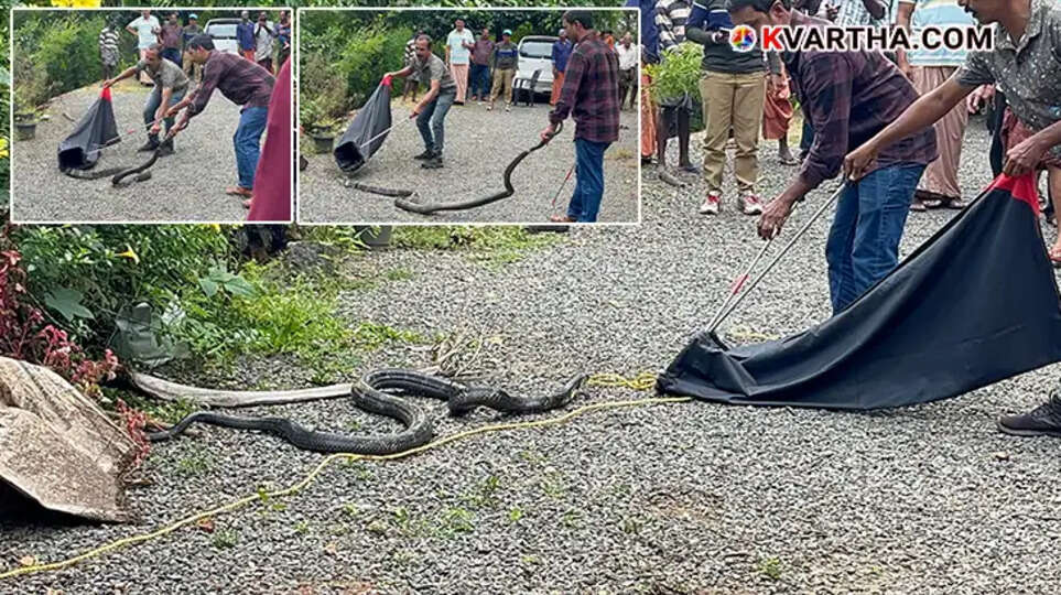 King Cobra rescue operation in Kannur