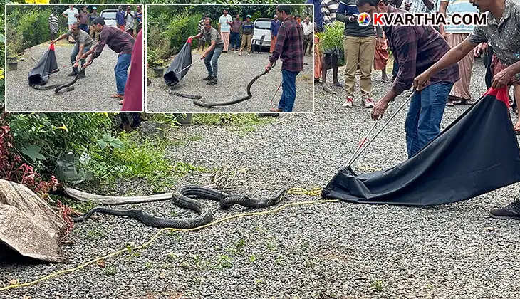 King Cobra rescue operation in Kannur