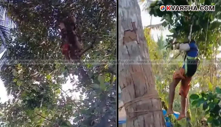 Firefighters rescue youth trapped in a tree in Kannur