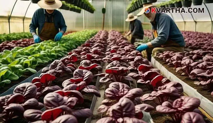 Homegrown Greens: Simple Steps to Abundant Spinach Harvests