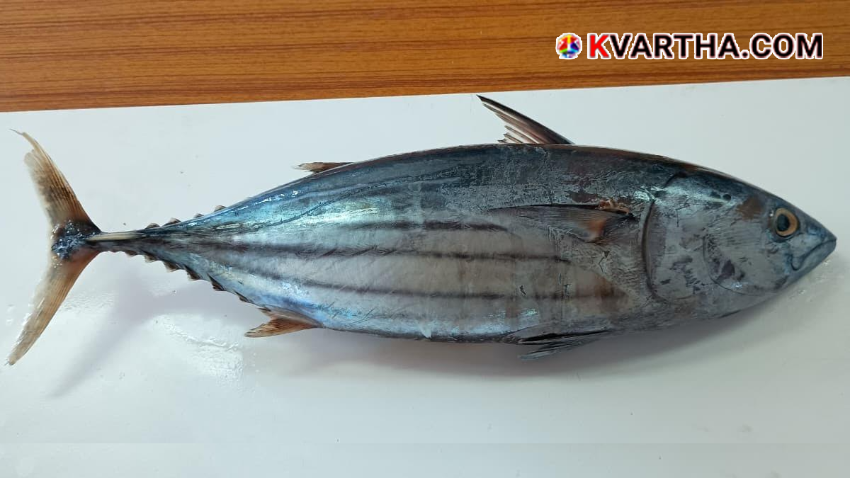 Image reflecting CMFRI and safe tuna fish in India