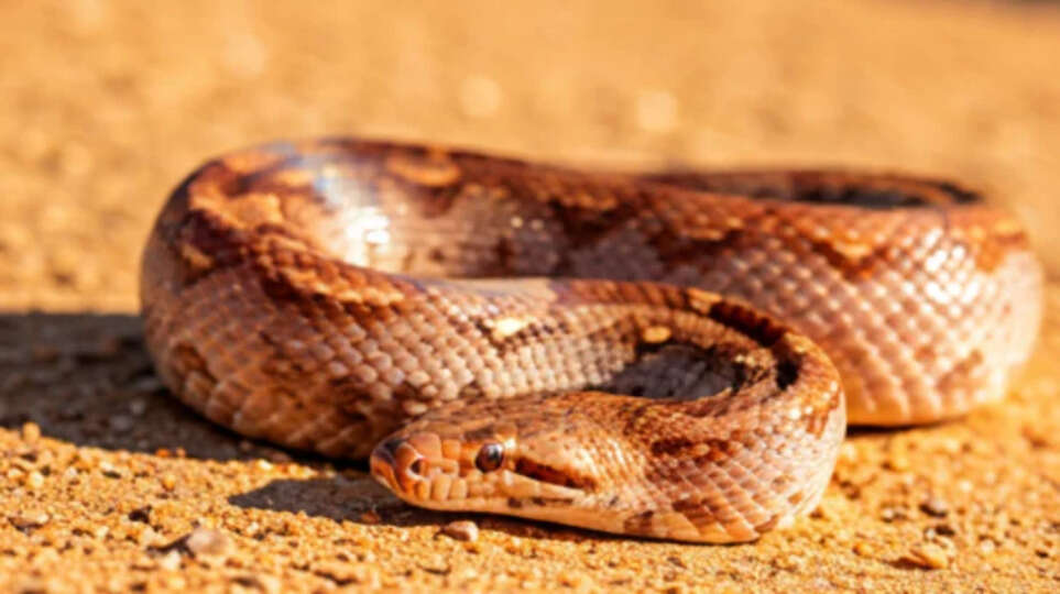 snake with cancer a rare case at thiruvananthapuram zoo