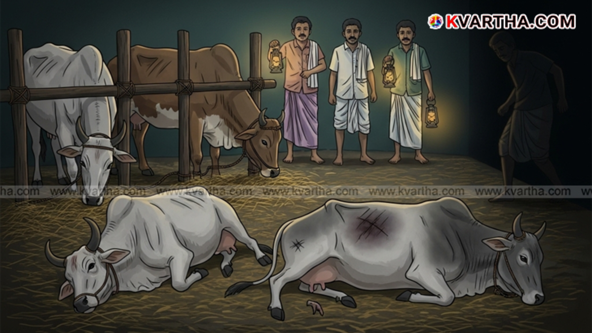 Malappuram cow attack, two cattle killed.