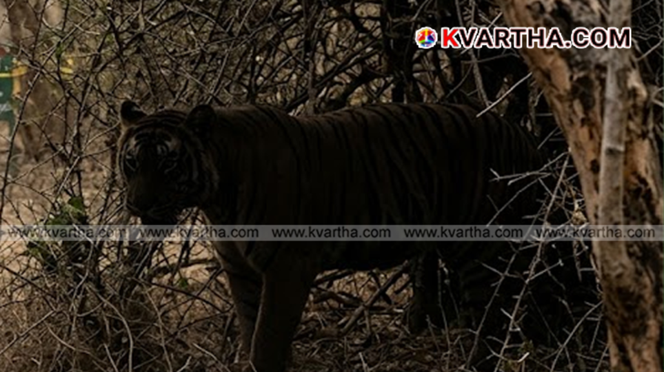 A dense and deep deciduous forest landscape layout representing the wilderness areas of Chandrapur region.