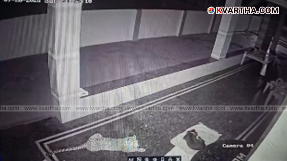 Leopard snatching dog in Mandya CCTV