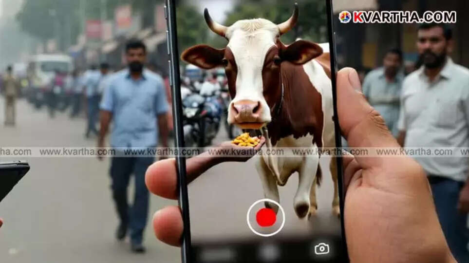 Man arrested for feeding cow momos