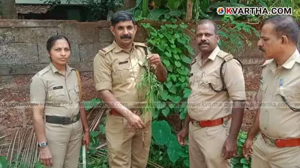 Cannabis plant seized near Sir Syed College, Taliparamba.