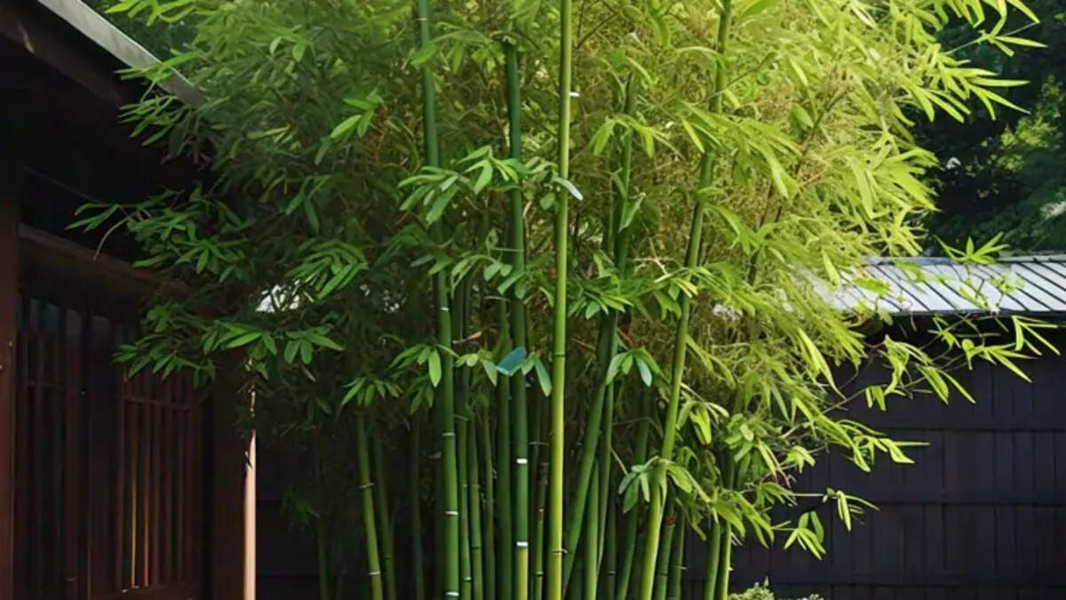 Bamboo Extract: A Natural Hair Care Solution