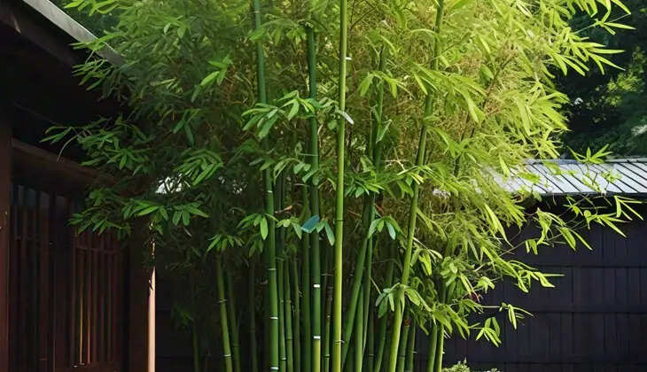 Bamboo Extract: A Natural Hair Care Solution