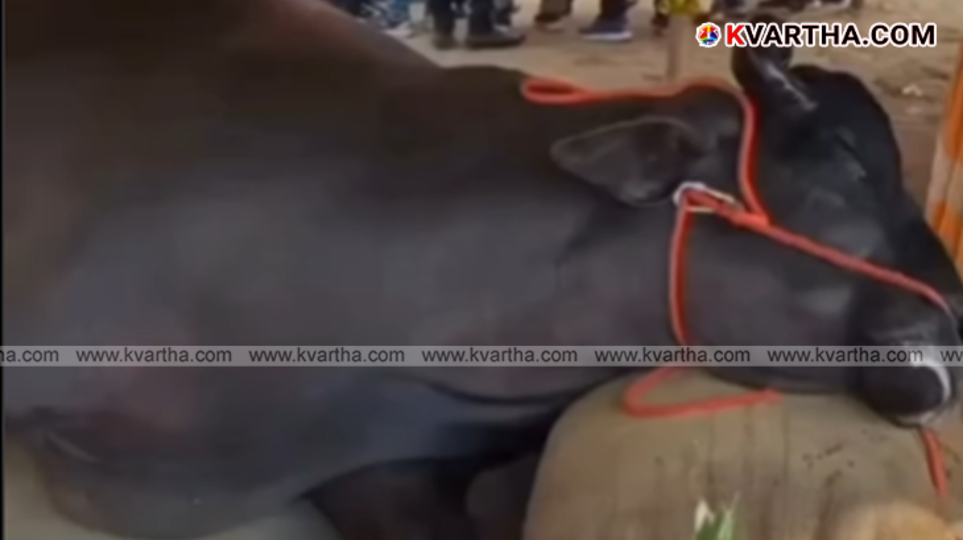 bull lying down at Pushkar Fair