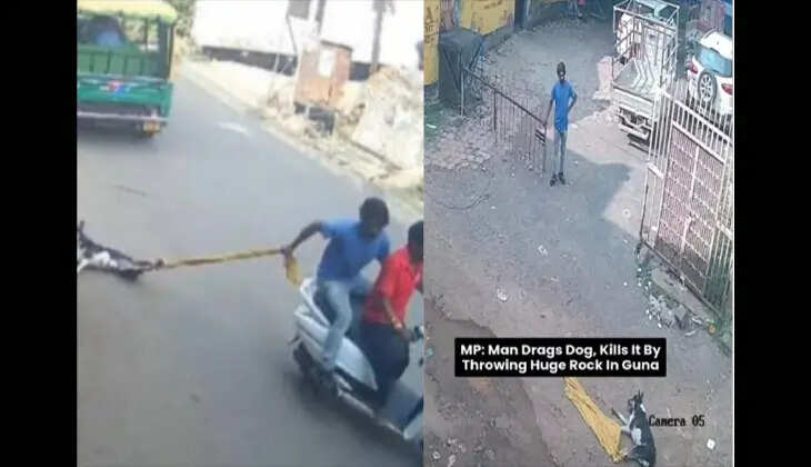 Youth Kill Street Dog in Madhya Pradesh, Video Goes Vira