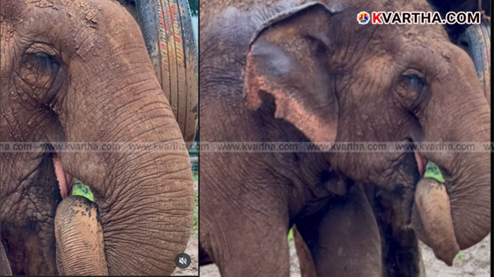 Elephant Malaitong sleeping peacefully while holding its trunk