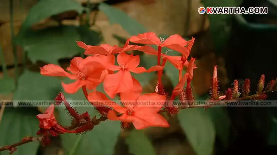Chethikoduveli plant, a natural repellent for wild boars.