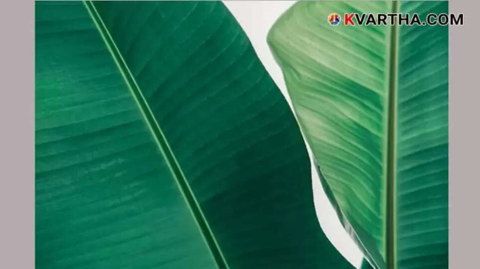  A lush banana plantation for leaf production