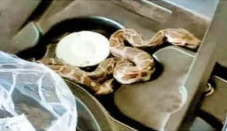 Snake found inside scooter