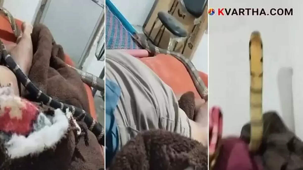 Still image from viral video showing a king cobra on a man's bed.