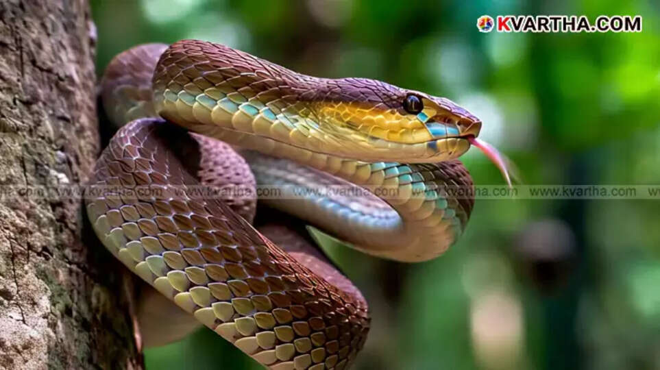  A Person receiving Antivenom Treatment For A Snakebite