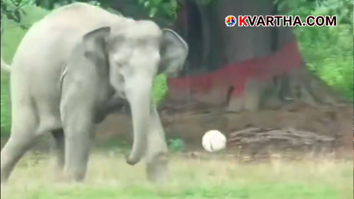 Representational image reflecting a wild elephant playing football on a ground in Assam