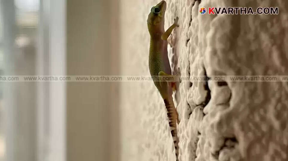 A gecko clinging to a wall, showcasing its unique texture.
