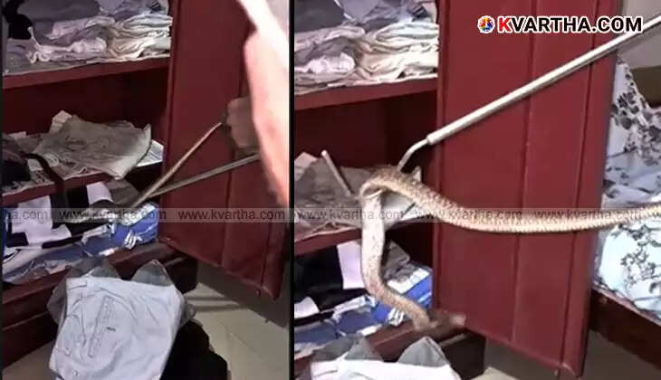 A cobra being held after being captured from a wardrobe.