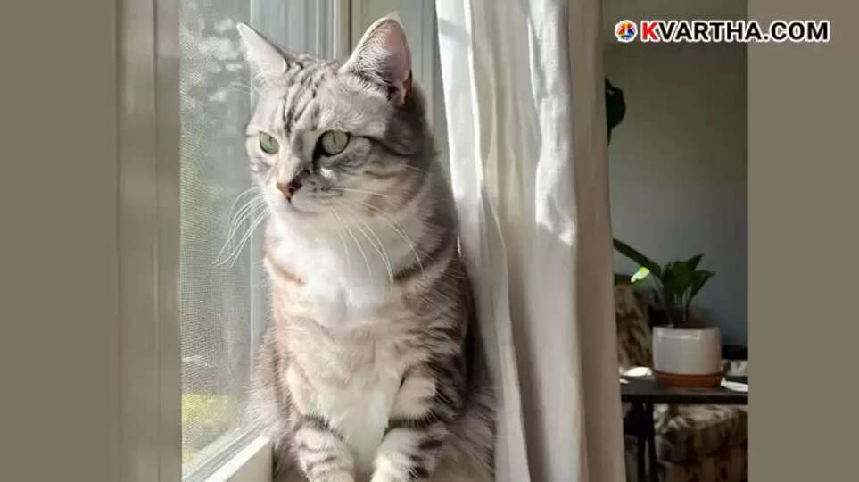 Tale of Affection: Cat Taken for Neutering Travels 2.7 Miles Back Home!