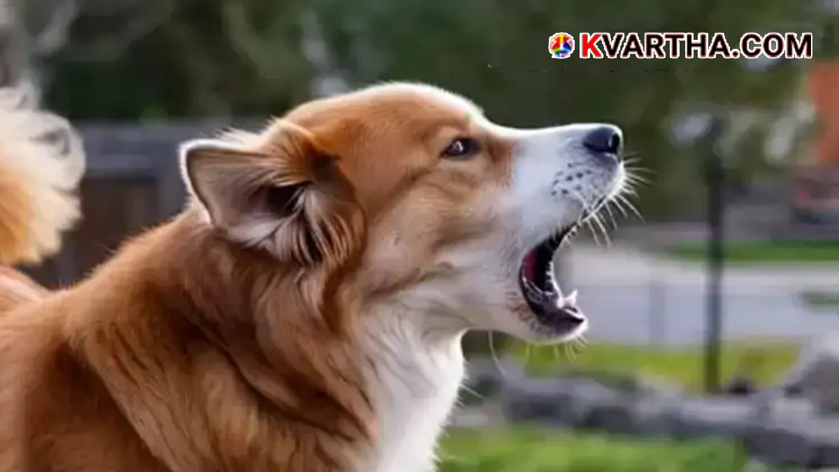 Representational image of stray dog menace in Kerala